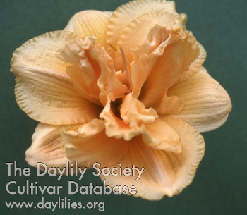 Daylily Savannah Sunburst